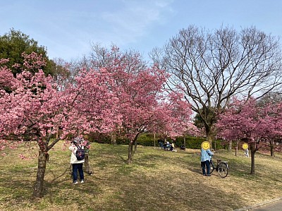 河津桜