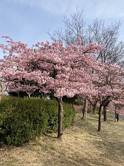 桜2