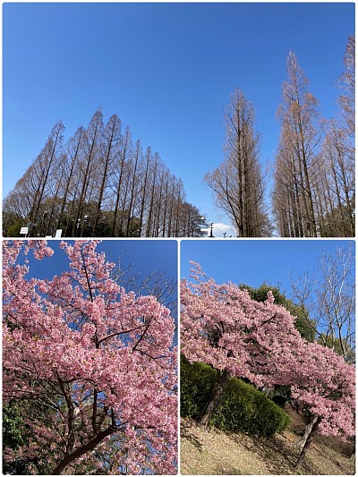 2024桜